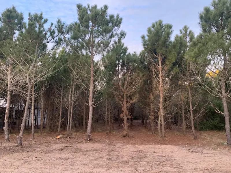 Terreno en venta · Costa Esmeralda, Punta Medanos, La Costa, Costa Atlántica, Provincia de Buenos Aires Terreno en venta · Costa Esmeralda, Punta Medanos, La Costa, Costa Atlántica, Provincia de Buenos Aires